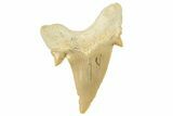 Fossil Shark Tooth (Otodus) - Morocco #259907-1